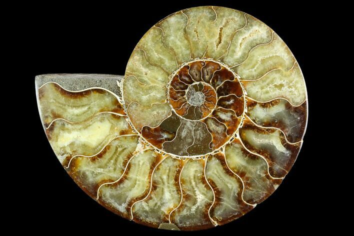Cut Ammonite Fossil (Half) - Agatized #125570